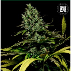 WATERMELON JAM · Bulk Seed Bank · kenevir tohum · Fem