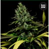 WATERMELON JAM · Bulk Seed Bank · kenevir tohum · Fem