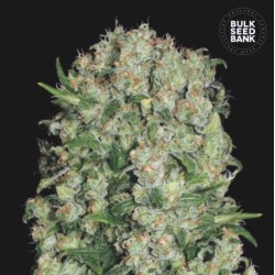 WHITE PRUSSIAN · Bulk Seed Bank · cannabis seeds · Fem
