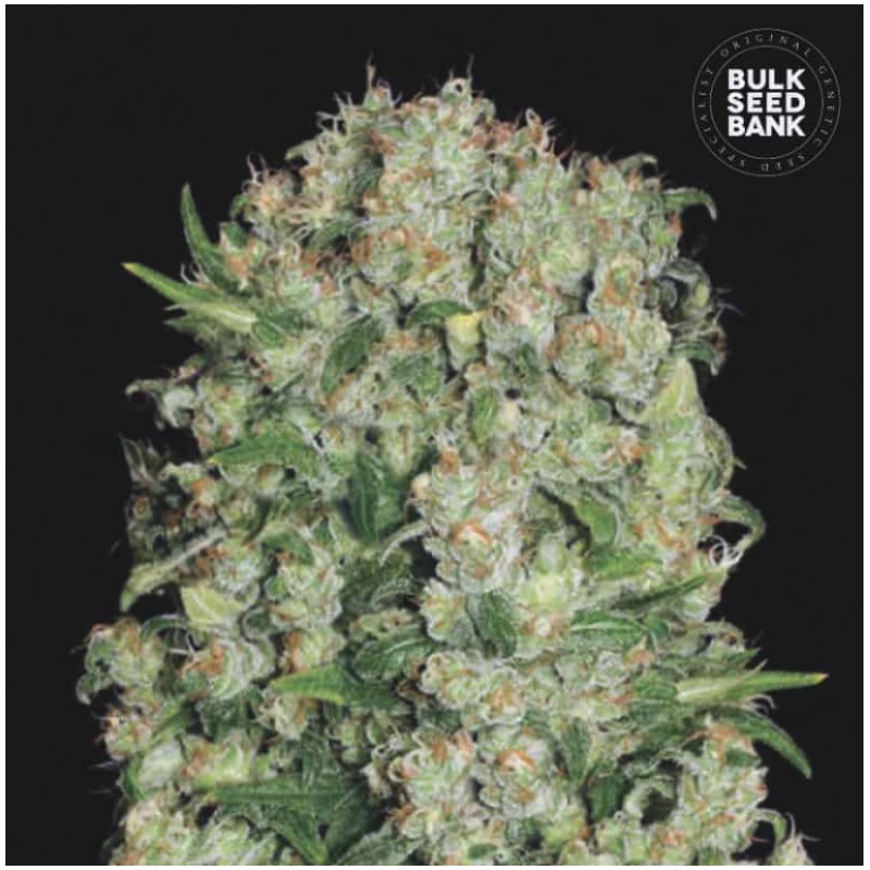 WHITE PRUSSIAN · Bulk Seed Bank · cannabis seeds · Fem