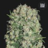 WHITE PRUSSIAN · Bulk Seed Bank · kenevir tohum · Fem