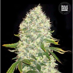WHITE WIDOW · Bulk Seed Bank · kenevir tohum · Fem