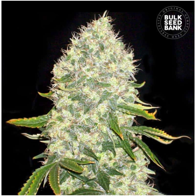 WHITE WIDOW · Bulk Seed Bank · kenevir tohum · Fem