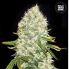 WHITE WIDOW · Bulk Seed Bank · cannabis seeds · Fem