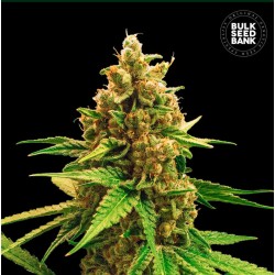WINNING CAKE · Bulk Seed Bank · kenevir tohum · Fem
