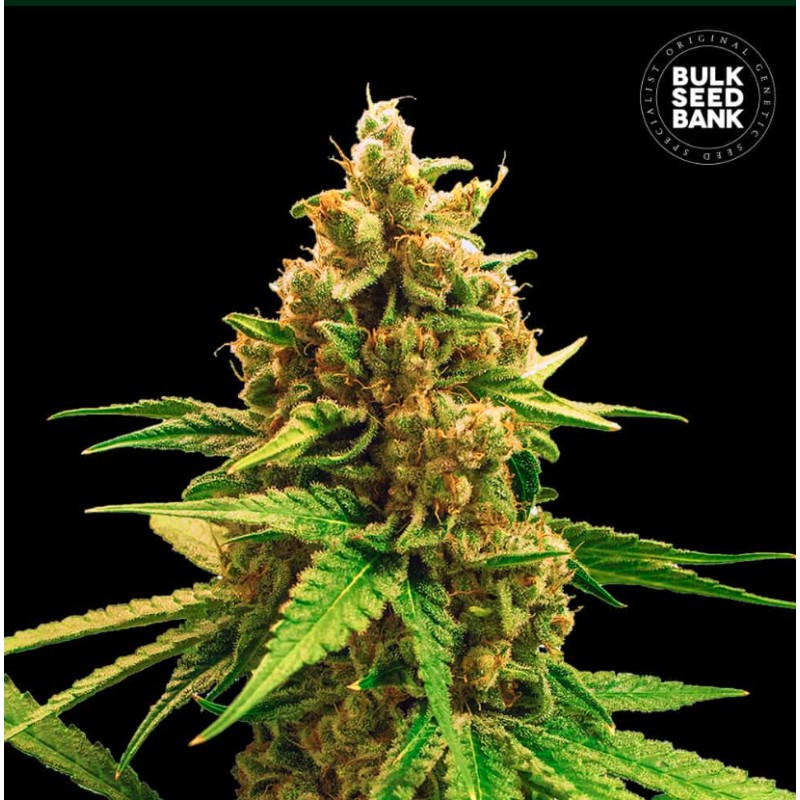 WINNING CAKE · Bulk Seed Bank · cannabis seeds · Fem