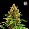 WINNING CAKE · Bulk Seed Bank · cannabis seeds · Fem