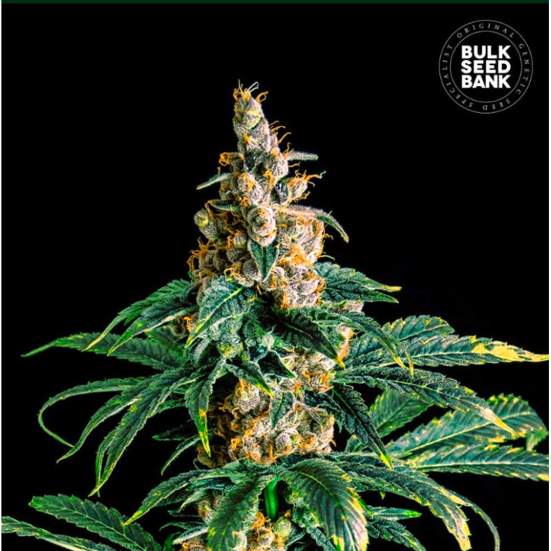 ZKITTLY ZI ZI · Bulk Seed Bank · cannabis seeds · Fem
