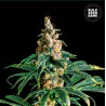ZKITTLY ZI ZI · Bulk Seed Bank · kenevir tohum · Fem