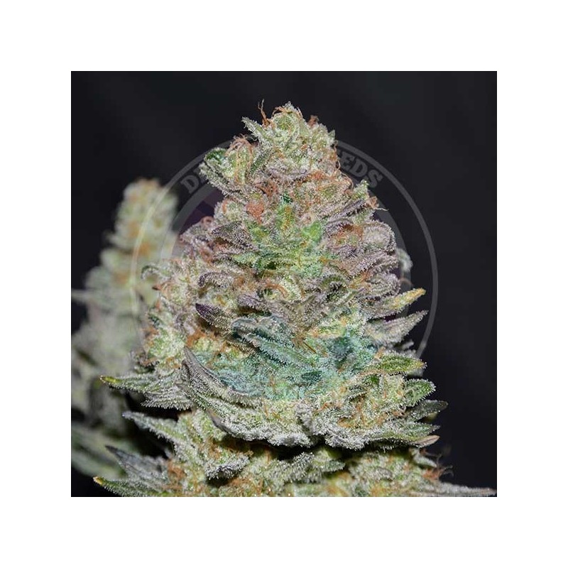 DELICIOUS COOKIES AUTO · Delicious · kenevir tohum · Disi · AutoFem
