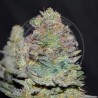 DELICIOUS COOKIES AUTO · Delicious · kenevir tohum · Disi · AutoFem