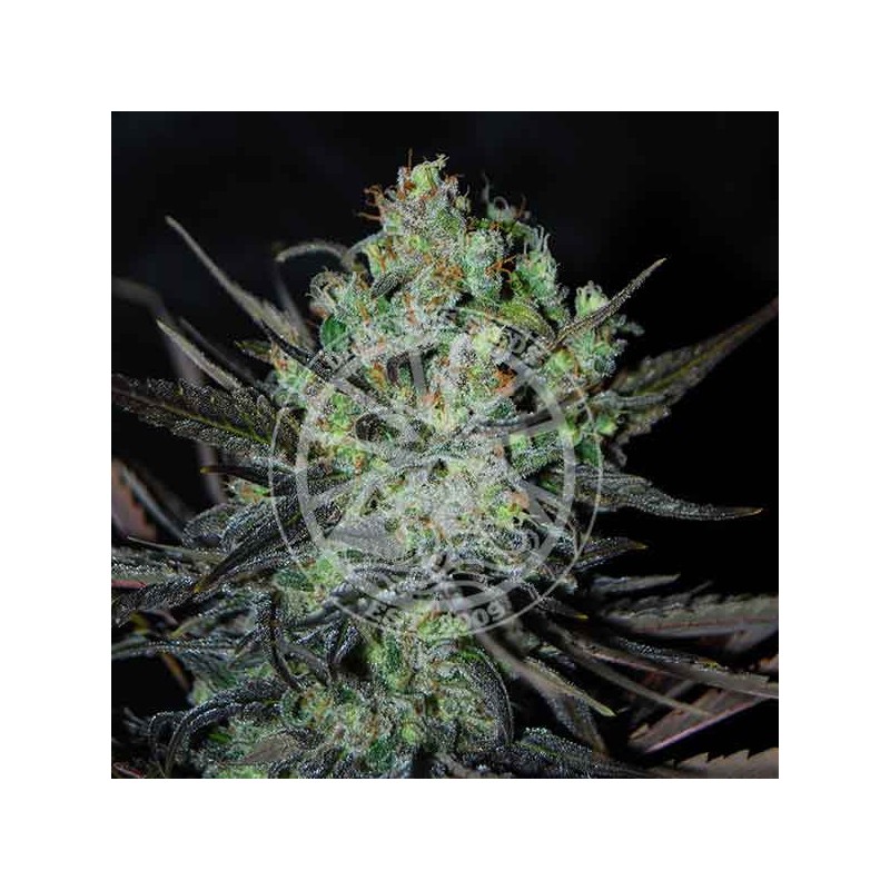 ELEVEN ROSES AUTO · Delicious · kenevir tohum · Disi · AutoFem