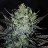 ELEVEN ROSES AUTO · Delicious · kenevir tohum · Disi · AutoFem