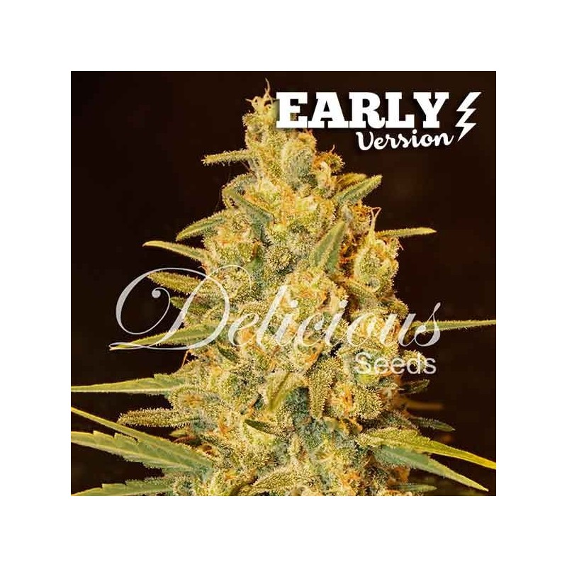 CRITICAL SENSI STAR EARLY VERSION · Delicious · kenevir tohum · Disi · Fem