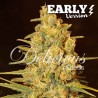 CRITICAL SENSI STAR EARLY VERSION · Delicious · kenevir tohum · Disi · Fem