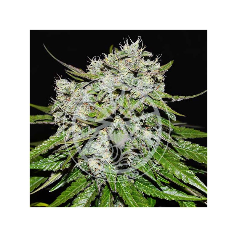 NEVILLE`S ROSE AUTO · Delicious · kenevir tohum · Disi · AutoFem
