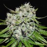 NEVILLE`S ROSE AUTO · Delicious · kenevir tohum · Disi · AutoFem
