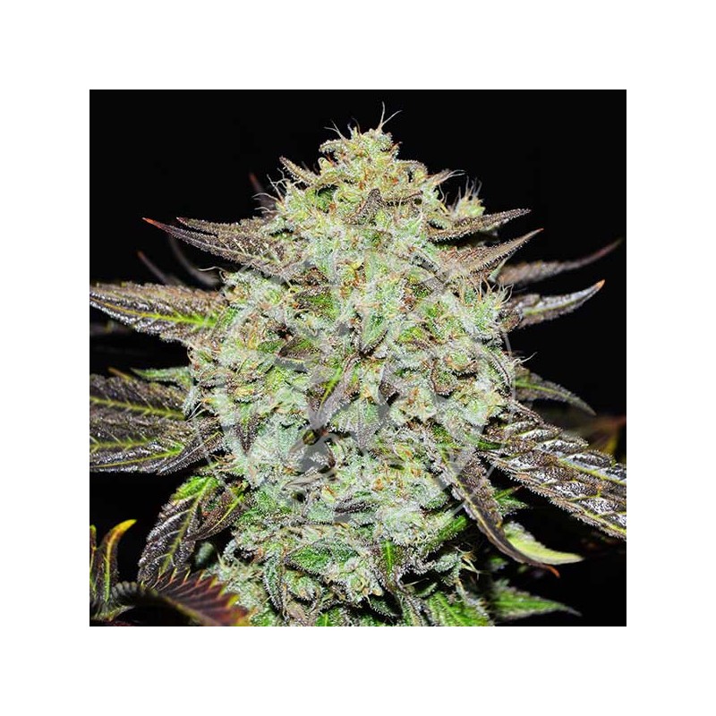 PURPLE MANGO KUSH · Delicious · kenevir tohum · Disi · Fem