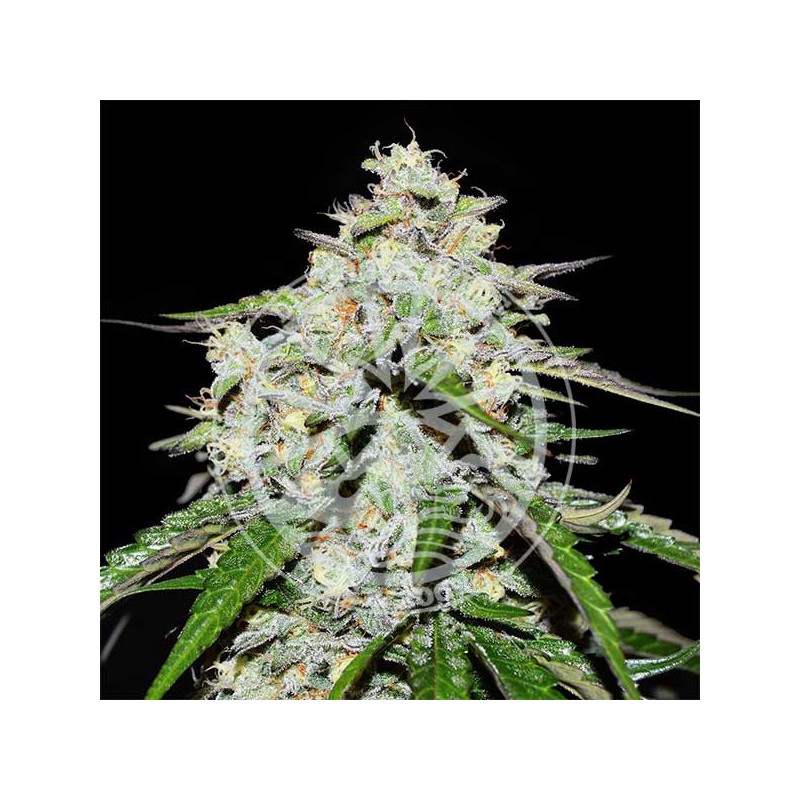 SPACE COOKIES AUTO · Delicious · kenevir tohum · Disi · AutoFem