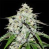 SPACE COOKIES AUTO · Delicious · kenevir tohum · Disi · AutoFem
