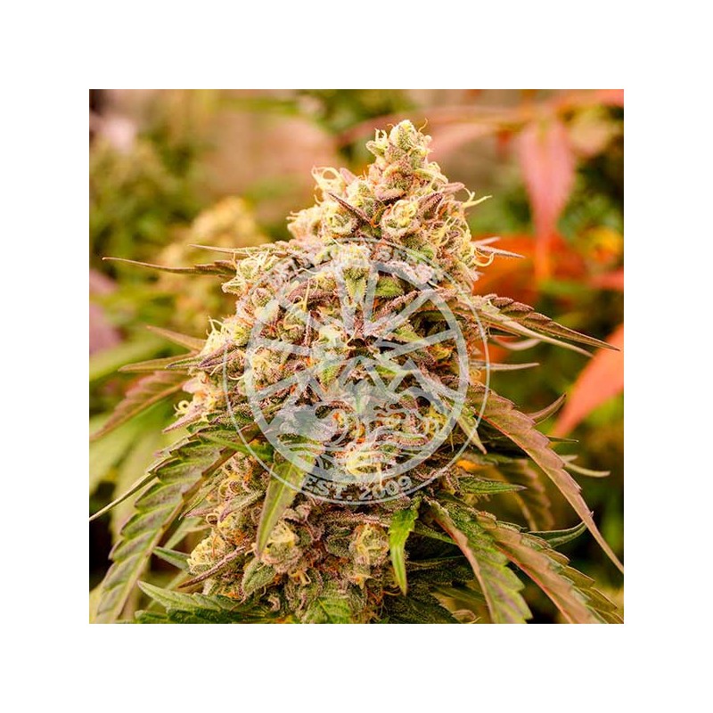 SUNDAY PUNCH · Delicious · cannabis seeds · Fem