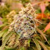 SUNDAY PUNCH · Delicious · cannabis seeds · Fem