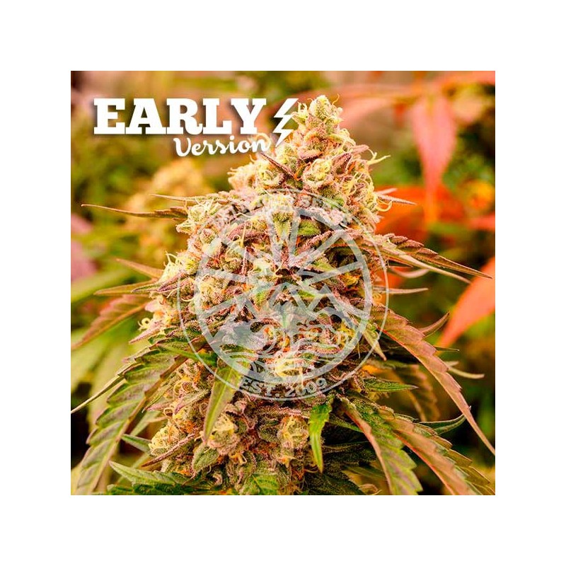 SUNDAY PUNCH EARLY VERSION · Delicious · kenevir tohum · Disi · Fem