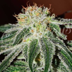 BLACK RUSSIAN · Delicious · cannabis seeds · Fem