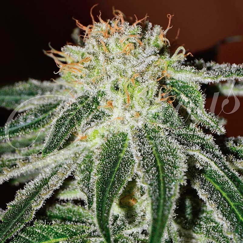 BLACK RUSSIAN · Delicious · cannabis seeds · Fem