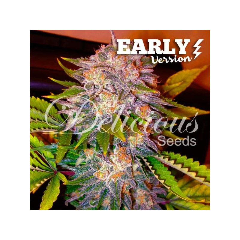 CARAMELO EARLY VERSION · Delicious · kenevir tohum · Disi · Fem