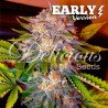 CARAMELO EARLY VERSION · Delicious · cannabis seeds · Fem