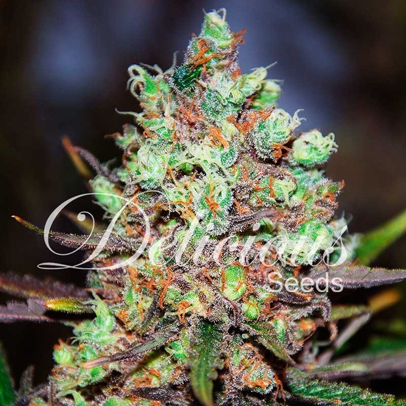 COTTON CANDY KUSH · Delicious · cannabis seeds · Fem