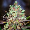 COTTON CANDY KUSH · Delicious · kenevir tohum · Disi · Fem