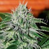 CRITICAL JACK HERER · Delicious · cannabis seeds · Fem