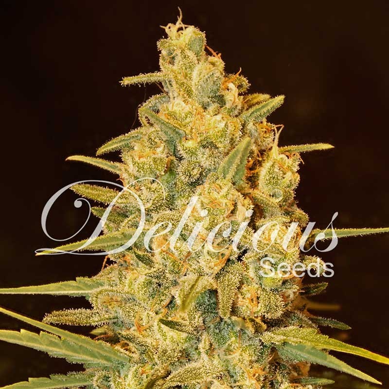 CRITICAL SENSI STAR · Delicious · cannabis seeds · Fem