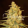 CRITICAL SENSI STAR · Delicious · kenevir tohum · Disi · Fem