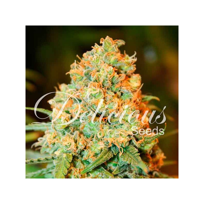CRITICAL SUPER SILVER HAZE · Delicious · kenevir tohum · Disi · Fem