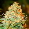 CRITICAL SUPER SILVER HAZE · Delicious · kenevir tohum · Disi · Fem