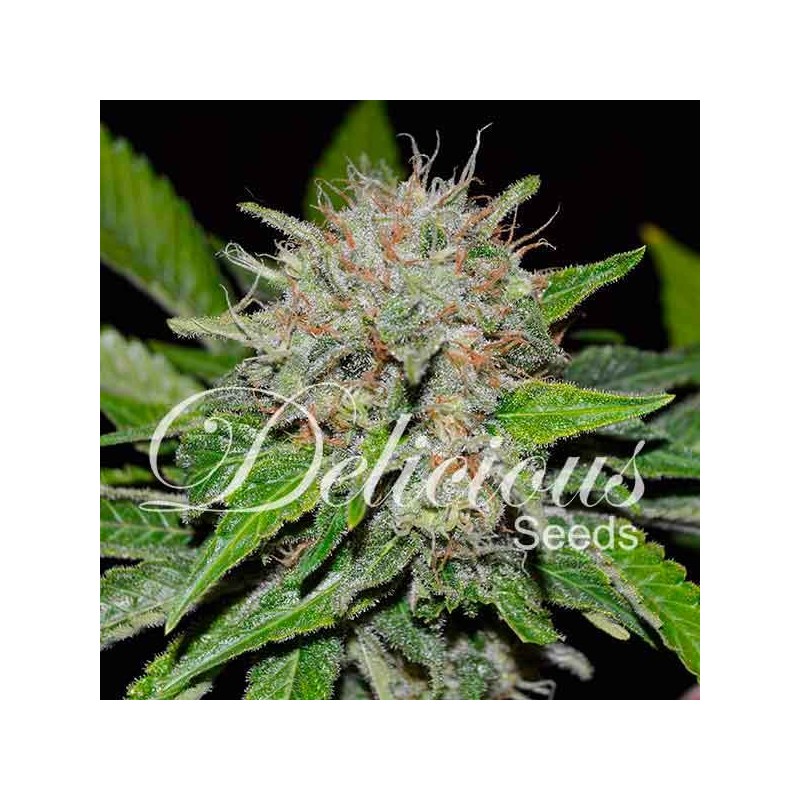 DEEP MANDARINE CBD · Delicious · cannabis seeds · Fem