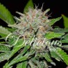 DEEP MANDARINE CBD · Delicious · kenevir tohum · Disi · Fem