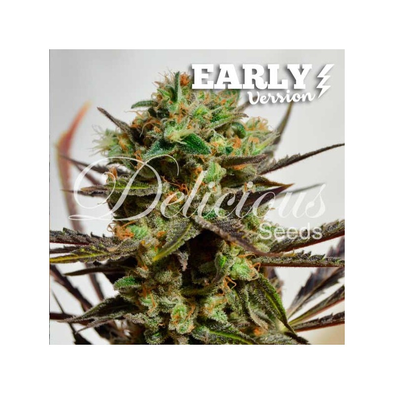 DELICIOUS CANDY EARLY VERSION · Delicious · kenevir tohum · Disi · Fem