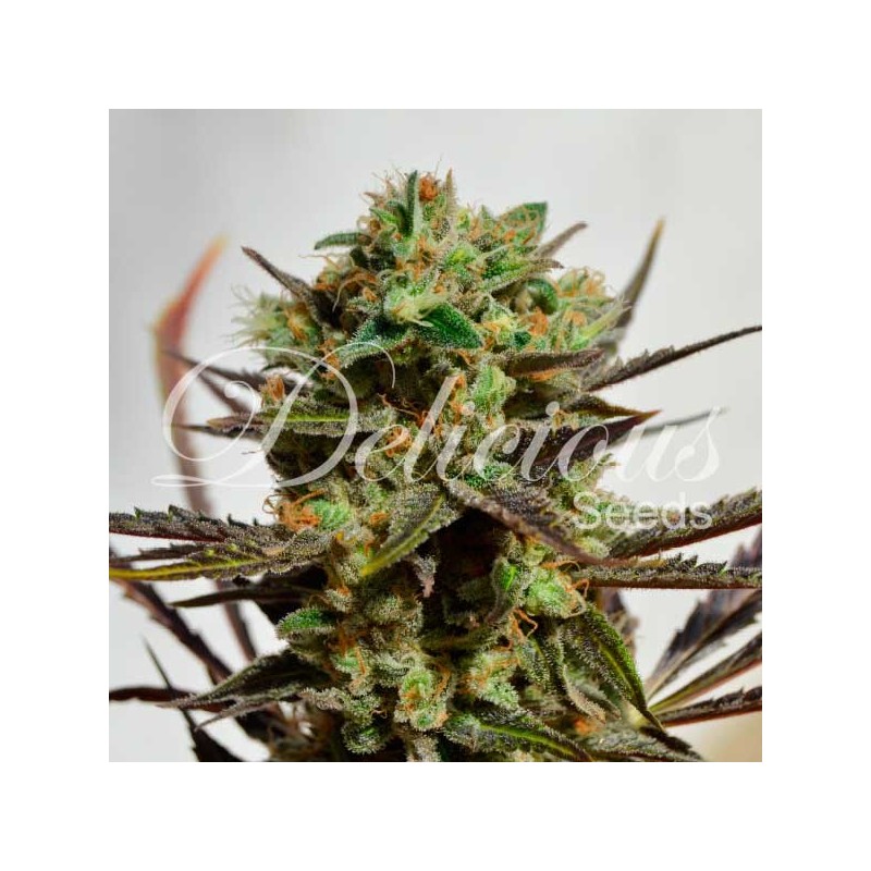 DELICIOUS CANDY · Delicious · kenevir tohum · Disi · Fem