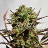 DELICIOUS CANDY · Delicious · cannabis seeds · Fem