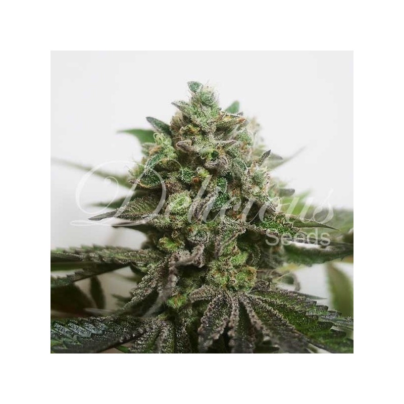 DELIMED CBD PLUS · Delicious · kenevir tohum · Disi · Fem