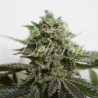 DELIMED CBD PLUS · Delicious · kenevir tohum · Disi · Fem
