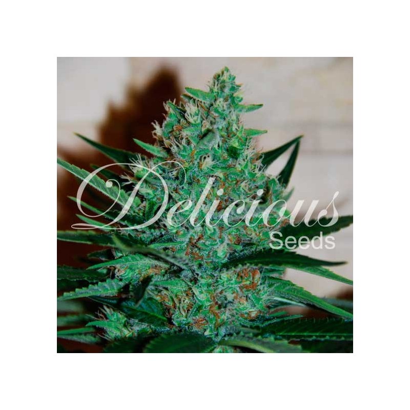 FRUITY CHRONIC JUICE · Delicious · cannabis seeds · Fem