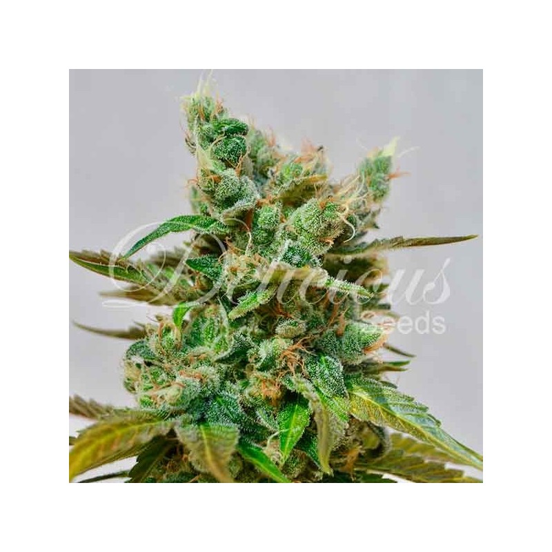 HONEYBELLS CBD · Delicious · cannabis seeds · Fem