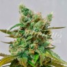 HONEYBELLS CBD · Delicious · kenevir tohum · Disi · Fem