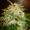 LA BELLA AFRODITA AUTO · Delicious · cannabis seeds · AutoFem
