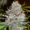 LA DIVA AUTO · Delicious · kenevir tohum · Disi · AutoFem